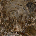 Precioustone Brown Petrified Wood Semi-precious 3CM
