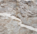 Crystal Roots Extra Marble 2CM
