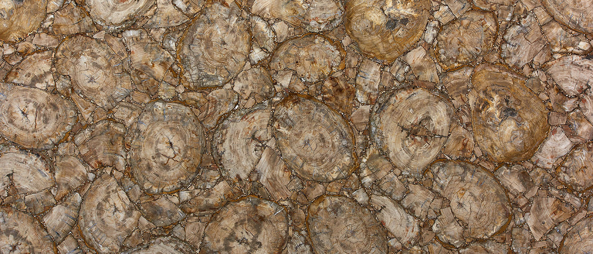 Yellow Petrified Wood 119x56 2CM slab