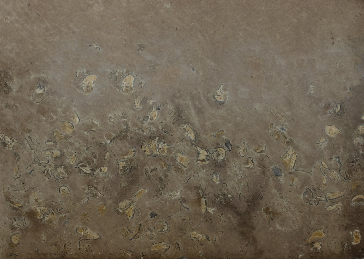 Santafiora Ostrea Sandstone 3CM slab