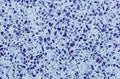 Vetro Blu Quartz 3CM