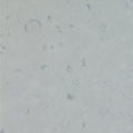 Misty Carrera Caesarstone 3CM slab