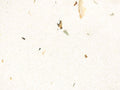 Sunny Pearl Quartz slab