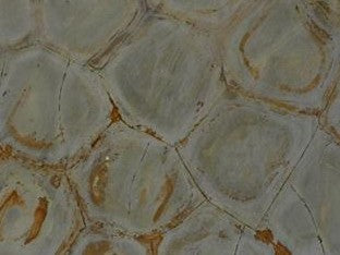 Wassabi Quartzite 3CM